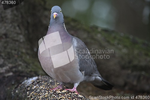 Image of wood pigeon