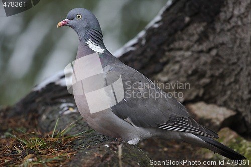 Image of wood pigeon