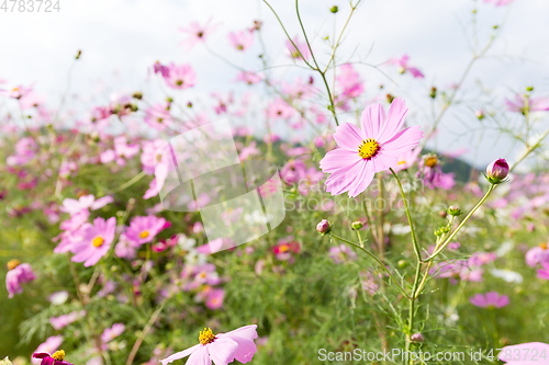 Image of Pink cosmos flower blooming in the field