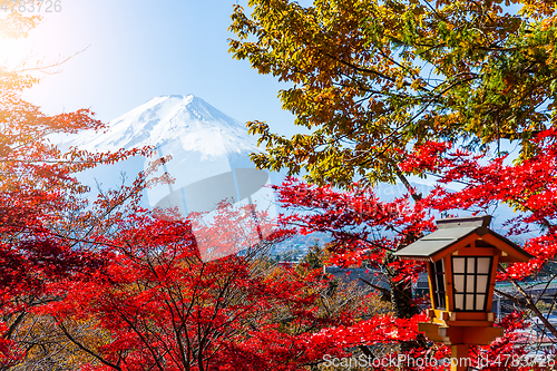 Image of Mount Fuji and maple tree