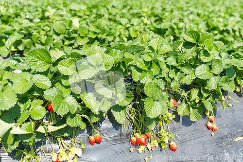 Image of Fresh Strawberry field