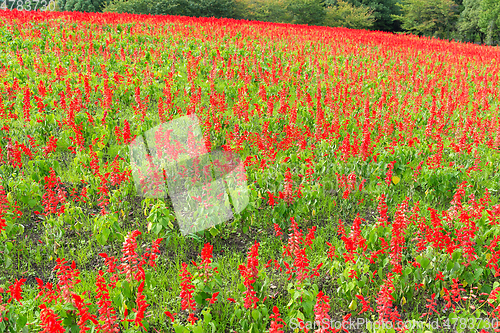 Image of Red Salvia farm