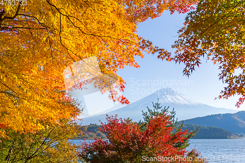 Image of Mount fuji at lake with maple