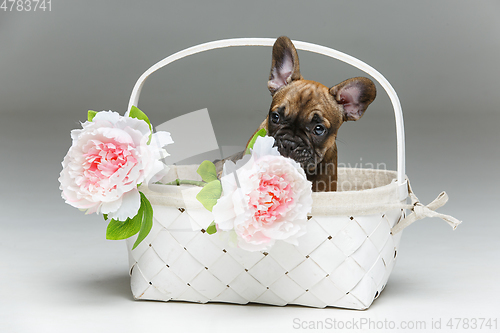 Image of cute french bulldog puppy in basket