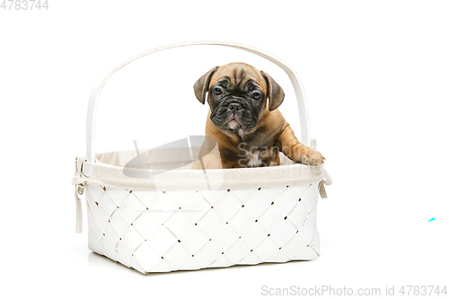 Image of cute french bulldog puppy in basket