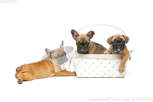 Image of cute french bulldog puppy in basket