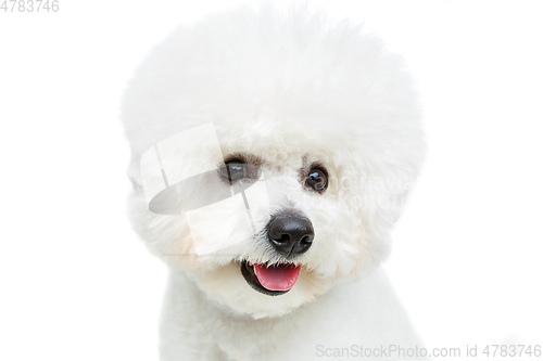 Image of beautiful bichon frisee dog