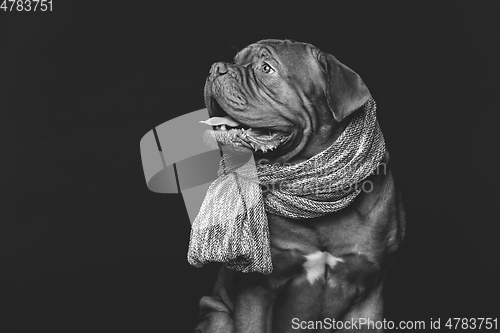 Image of beautiful bordeaux dogue dog in scarf