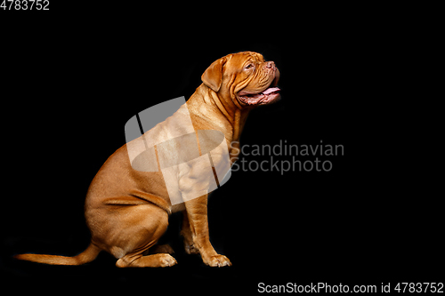 Image of beautiful bordeaux dogue dog