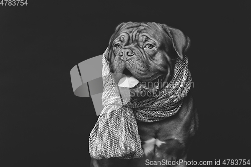 Image of beautiful bordeaux dogue dog in scarf