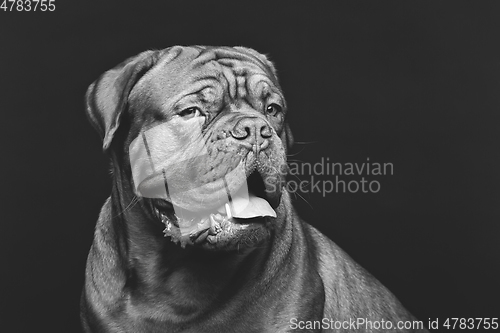 Image of beautiful bordeaux dogue dog