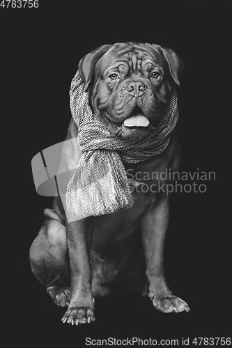 Image of beautiful bordeaux dogue dog in scarf