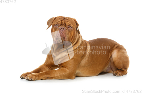 Image of beautiful bordeaux dogue dog