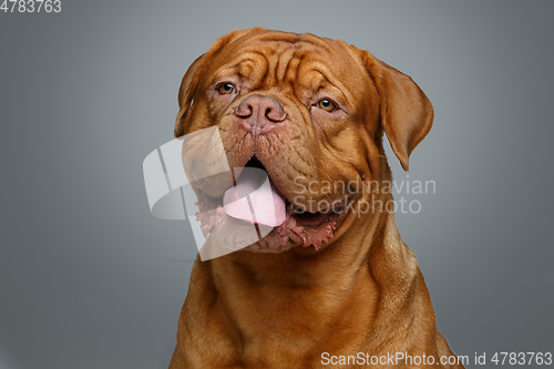 Image of beautiful bordeaux dogue dog