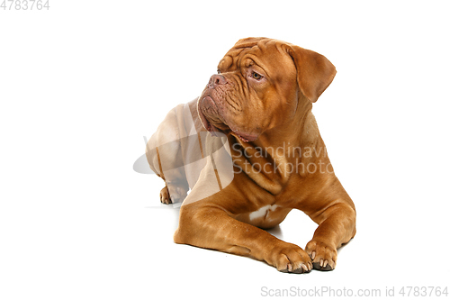 Image of beautiful bordeaux dogue dog