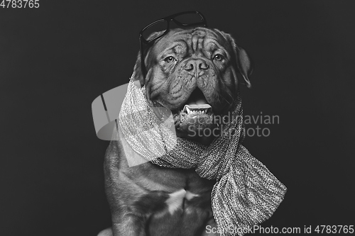 Image of beautiful bordeaux dogue dog in scarf
