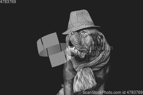 Image of beautiful bordeaux dogue dog in scarf