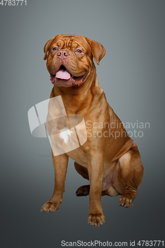 Image of beautiful bordeaux dogue dog