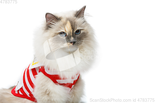 Image of beautiful birma cat in red pullover