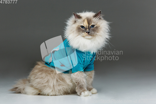 Image of beautiful birma cat in blue shirt