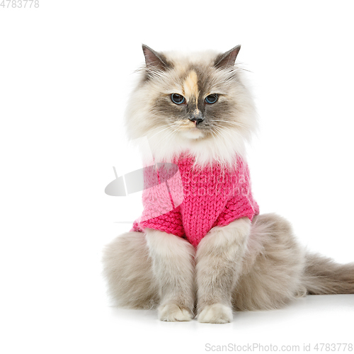 Image of beautiful birma cat in pink pullover