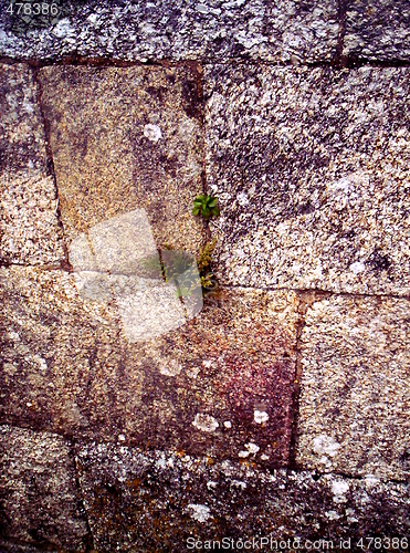 Image of Live stone wall