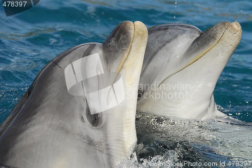 Image of Dolphinarium