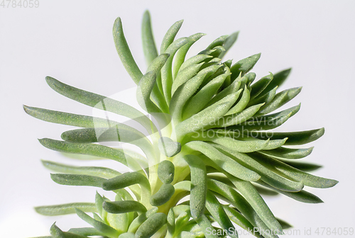 Image of macro shot of a succulent plant detail