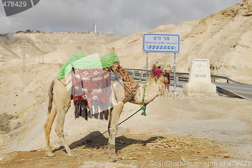 Image of Camel