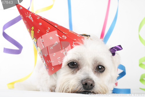 Image of Party Pooch