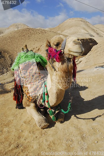 Image of Camel