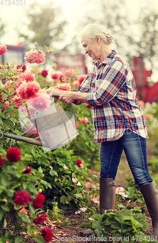 Image of senior woman watering flowers at summer garden