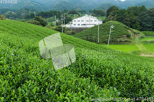 Image of Green Tea plantation in Japan