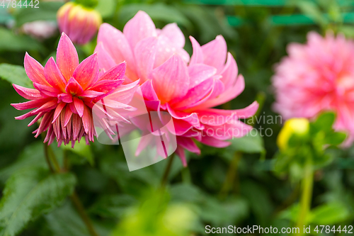 Image of Pink Chrysanthemums garden