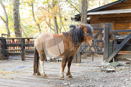 Image of Lovely Horse in farm