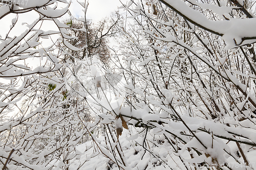 Image of snow-covered branches of young trees