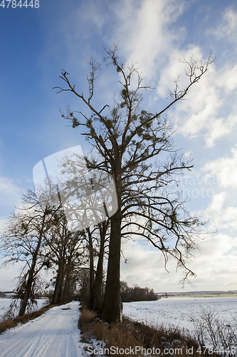 Image of number of bare trees, which grow mistletoe