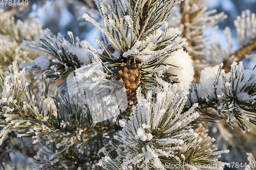 Image of tree with a frost