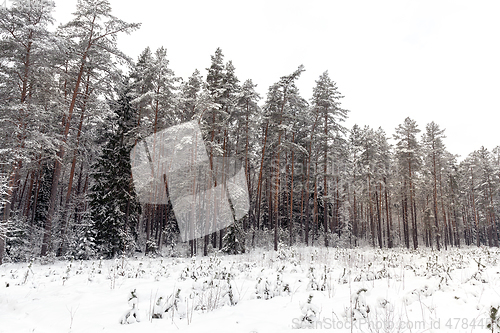 Image of trees with snow