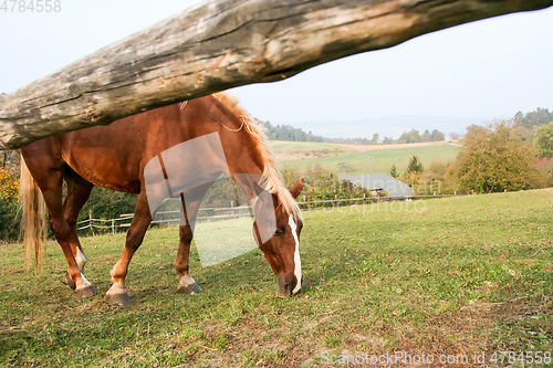 Image of grazing brown horse