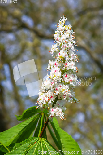 Image of Chestnuts bloom