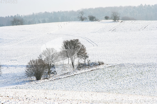 Image of Snowscape with trees