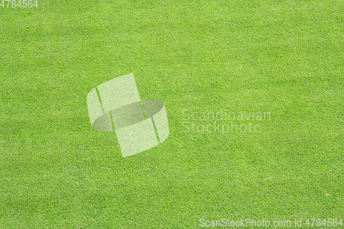 Image of green grass lawn