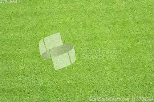 Image of green grass lawn