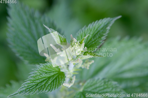 Image of blooming stinging nettle