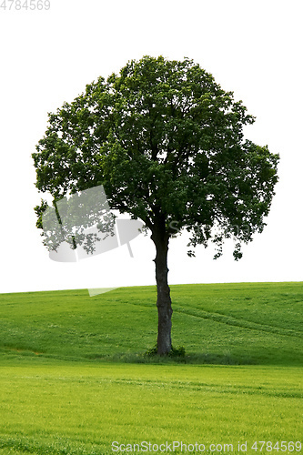 Image of tree green meadow