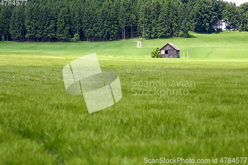 Image of green summer meadow with trees