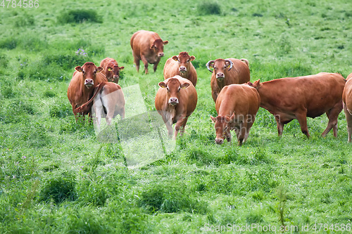 Image of cow in the green grass