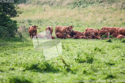 Image of cow in the green grass