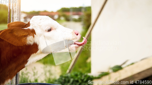 Image of licking calf